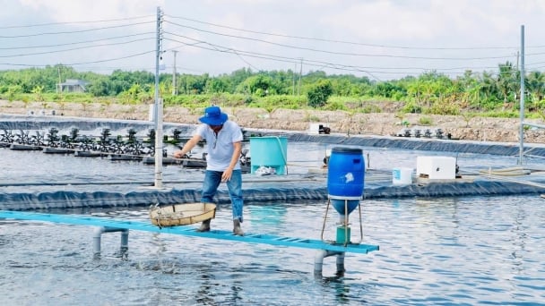 Recirculating shrimp: A new direction for Ca Mau fisheries